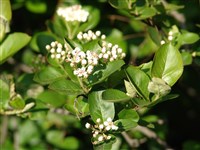 Арония шелковицелистная – Aronia arbutifolia (L.) Elliot (1)