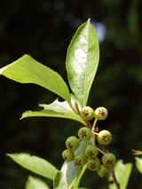 Арония шелковицелистная – Aronia arbutifolia (L.) Elliot (2)