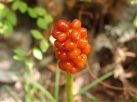 Аронник пятнистый – Arum maculatum L.