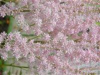 Астильба Арендса – Astilbe x arendsii Arends.