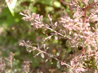 Астра бокоцветковая, традесканта – Aster lateriflorus (L.) Britt.