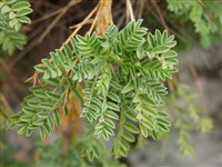 Астрагал вечнозеленый, остистый – Astragalus sempervirens Lam.