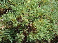 Астрагал датский – Astragalus danicus Retz.