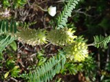 Астрагал лисохвостовидный, нарбонский – Astragalus alopecuroides L. (2)