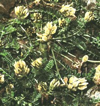 Астрагал уменьшенный – Astragalus depressus L.