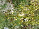 Асфоделина либурнская, ливорнская – Asphodeline liburnica (Scop.) Rchb. (2)