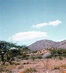 Африка (саванная растительность на полуострове Сомали)