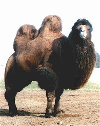 БАКТРИАН (Camelus bactrianus)