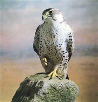 БАЛОБАН (Falco cherrug)