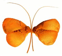 Бабочки из омаров