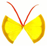 Бабочки лимонные