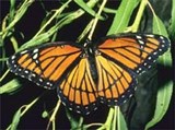 Бабочки (Danaus sp.)