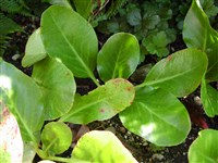 Бадан толстолистный – Bergenia crassifolia (L.) Fritsch.