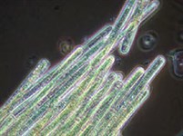 Бактерии (Планктонная цианобактерия)