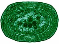 Бактерии (структура оксифотобактерии)