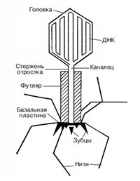 Бактериофаги (схема строения)