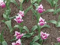 Баллада [Род тюльпан – Tulipa L.]