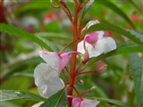 Бальзамин бальзаминовый, садовый бальзамин – Impatiens balsamina L. (2)