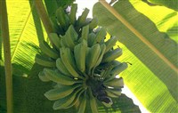 Банан (плоды)