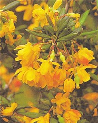 Барбарис узколистный – Berberis x stenophylla Lindl.