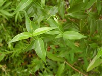 Барвинок травянистый – Vinca herbaceae Wolst.et Kit.