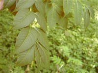 Бархат амурский – Phellodendron amurense Rupr. (1)
