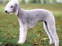 Бедлингтон-терьер (Bedlington terrier)