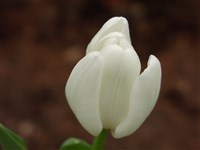 Белая Русь [Род тюльпан – Tulipa L.]