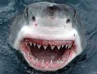 Белая акула (пасть)