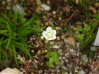 Белозер болотный – Parnassia palustris L.