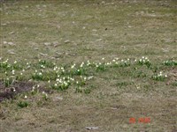 Белоцветник весенний – Leucojum vernum L. (1)
