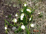 Белоцветник весенний – Leucojum vernum L. (3)