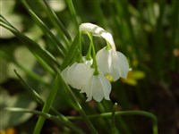 Белоцветник летний, лондонская лилия – Leucojum aestivum L.