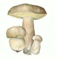 Белый гриб [кулинария]