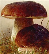 Белый гриб (рисунок Г.П. Кондратенко)