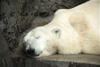 Белый медведь (Московский зоопарк, 2007)
