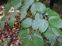 Береза аллеганская, желтая – Betula alleghaniensis Britt. (1)