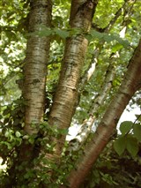 Береза аллеганская, желтая – Betula alleghaniensis Britt. (2)