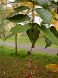 Береза граболистная, японская вишневая – Betula grossa Sieb.et Zucc.