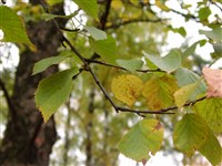 Береза неоаляскинская – Betula neoalaskana (Sarg.) Raup.