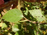 Береза пушистая – Betula pubescens Ehrh. (2)