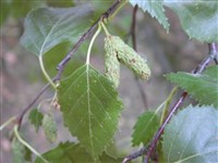 Береза тополелистная – Betula populifolia Marshall.