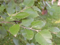Береза черная, красная – Betula nigra L. (1)