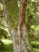 Береза черная, красная – Betula nigra L. (2)