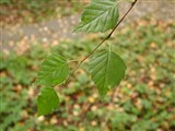 Береза шехуанская – Betula szechuanica (C.Schneid.) Jansson. (2)