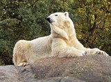 Берлинский зоопарк (белый медведь)