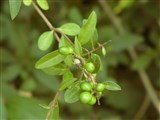 Бирючина обыкновенная – Ligustrum vulgare L. (2)