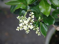 Бирючина японская – Ligustrum japonicum Thunb.