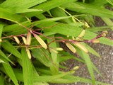 Блетилла полосатая, гиацинтовая – Bletilla striata (Thunb.) Reichb.f. (2)