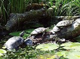 Болотные черепахи